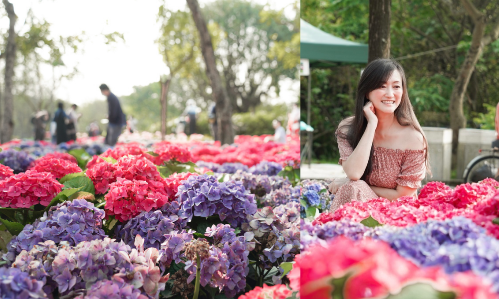 大安森林公園繡球花杜鵑花，最新花況，有停車場還有不限時咖啡廳 @瑪姬幸福過日子