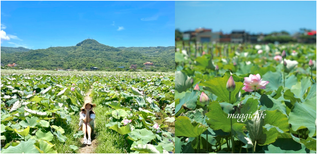 【新北金山景點】清水濕地牡丹蓮花田，新北金山私房免費景點大公開！充滿仙氣的蓮花田爆炸美！ @瑪姬幸福過日子