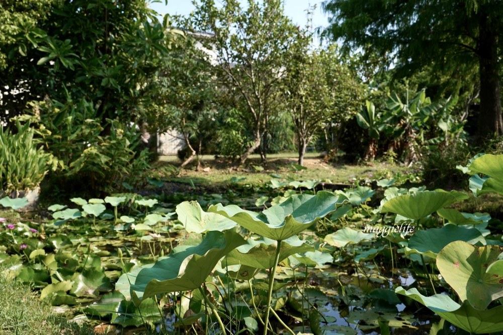 桃園觀音景點，蓮荷園休閒農場，賞蓮花坐大王蓮當拇指公主，盪鞦韆，搭小木船超多美拍場景，還可以吃蓮子冰！ @瑪姬幸福過日子