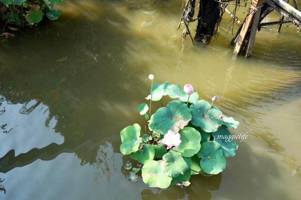 桃園觀音景點，蓮荷園休閒農場，賞蓮花坐大王蓮當拇指公主，盪鞦韆，搭小木船超多美拍場景，還可以吃蓮子冰！ @瑪姬幸福過日子