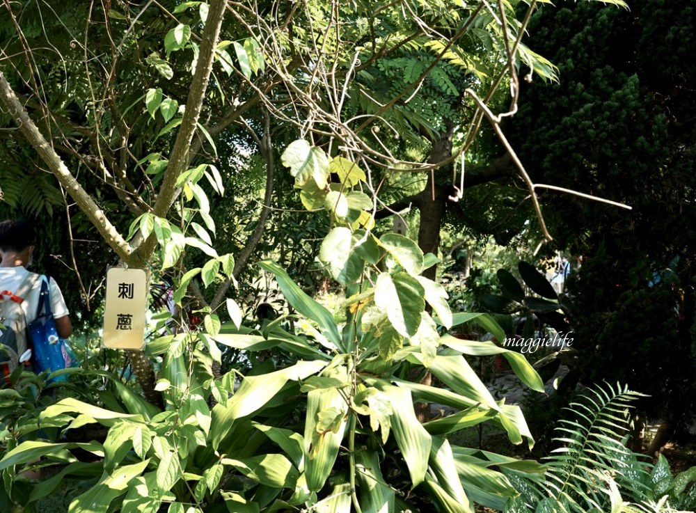 桃園觀音景點，蓮荷園休閒農場，賞蓮花坐大王蓮當拇指公主，盪鞦韆，搭小木船超多美拍場景，還可以吃蓮子冰！ @瑪姬幸福過日子