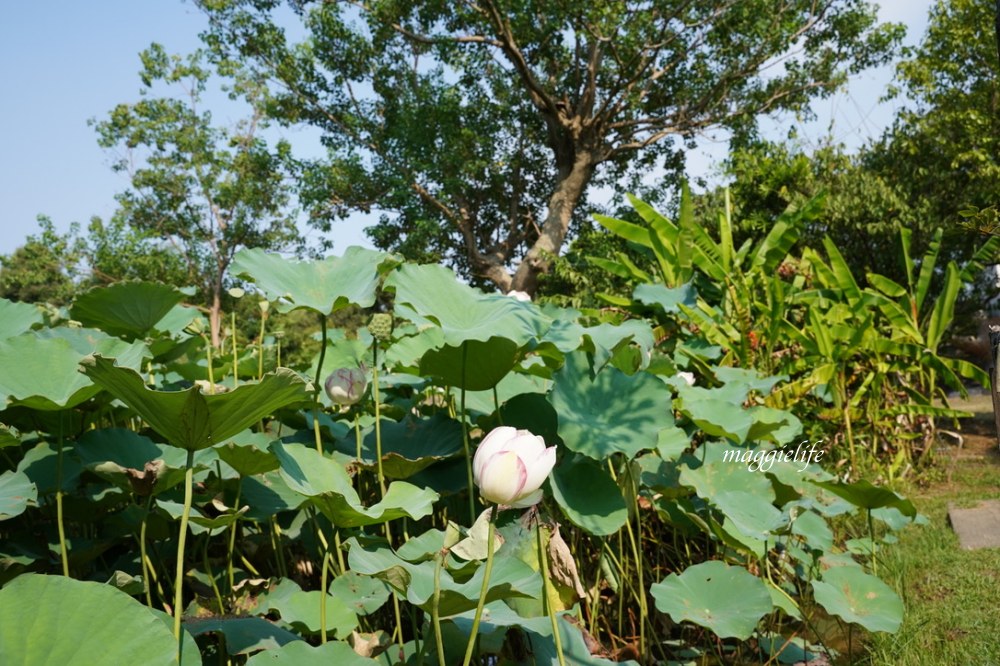 桃園觀音景點，蓮荷園休閒農場，賞蓮花坐大王蓮當拇指公主，盪鞦韆，搭小木船超多美拍場景，還可以吃蓮子冰！ @瑪姬幸福過日子