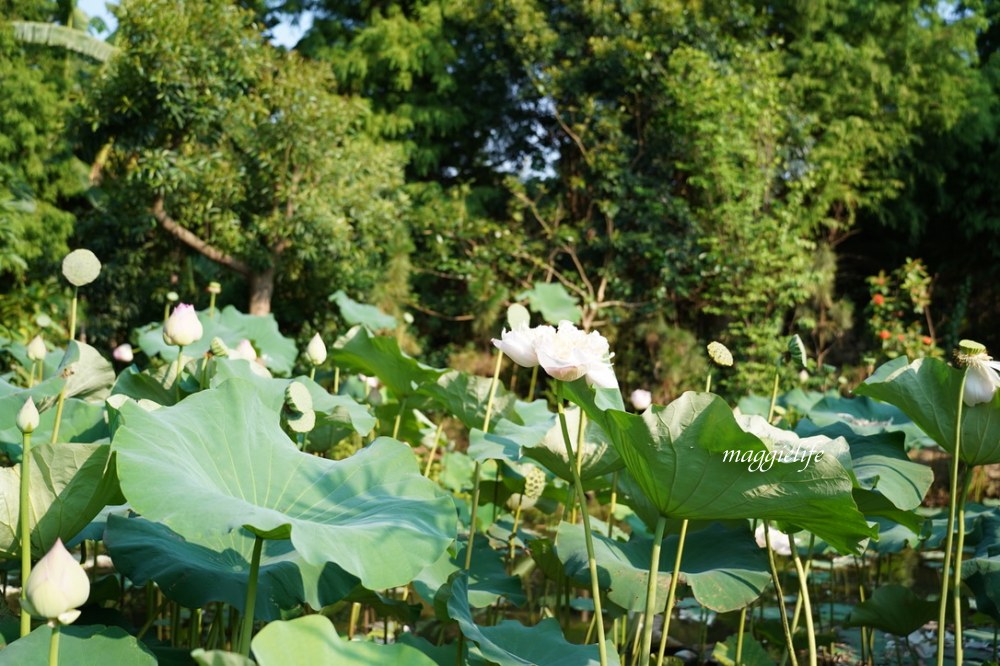 桃園觀音景點，蓮荷園休閒農場，賞蓮花坐大王蓮當拇指公主，盪鞦韆，搭小木船超多美拍場景，還可以吃蓮子冰！ @瑪姬幸福過日子