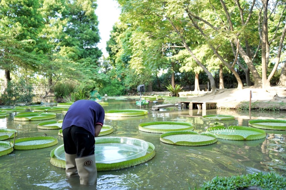 桃園觀音景點，蓮荷園休閒農場，賞蓮花坐大王蓮當拇指公主，盪鞦韆，搭小木船超多美拍場景，還可以吃蓮子冰！ @瑪姬幸福過日子