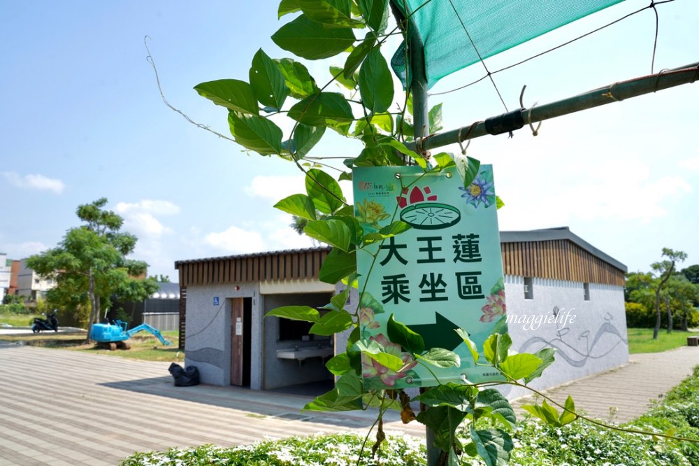 「2023桃園觀音蓮花季」，觀音區蓮花園休閒農業區，賞蓮一日遊，坐大王蓮，時間/地點，IG打卡景點推薦！ @瑪姬幸福過日子