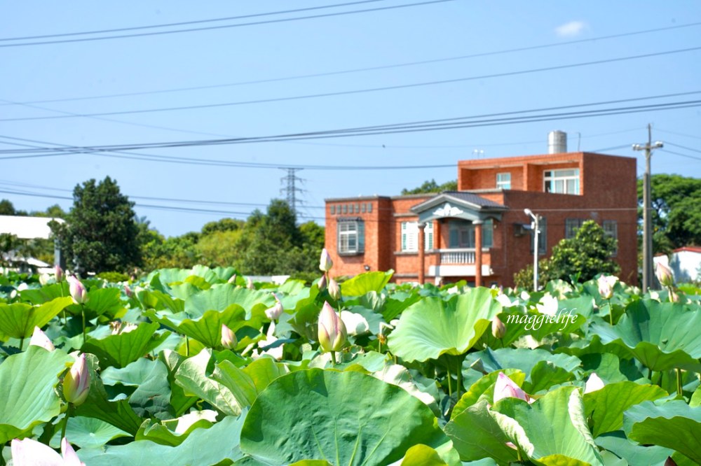 「2023桃園觀音蓮花季」，觀音區蓮花園休閒農業區，賞蓮一日遊，坐大王蓮，時間/地點，IG打卡景點推薦！ @瑪姬幸福過日子