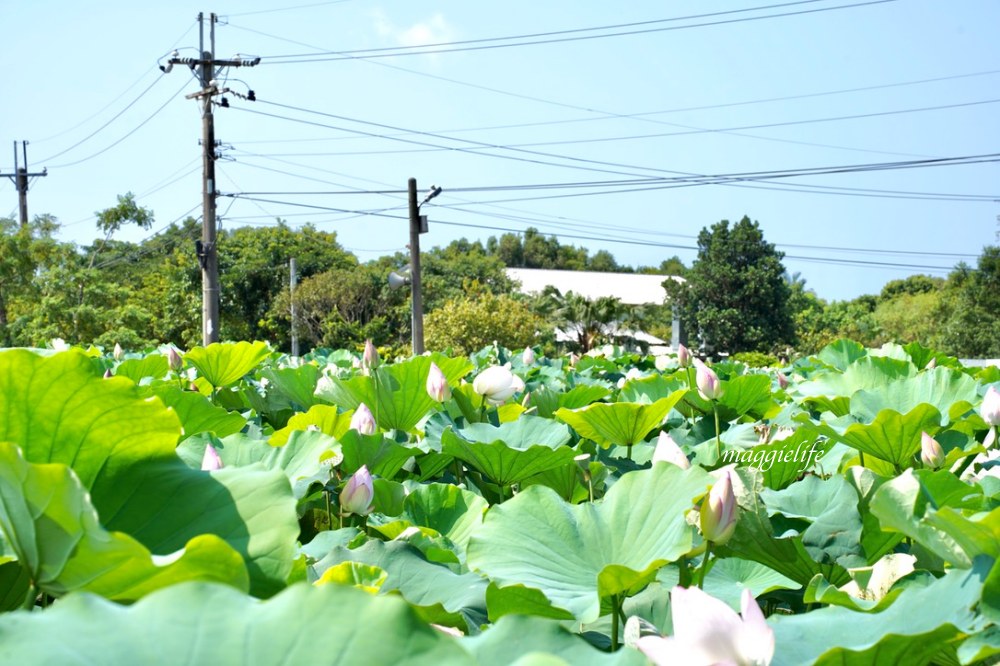 「2023桃園觀音蓮花季」，觀音區蓮花園休閒農業區，賞蓮一日遊，坐大王蓮，時間/地點，IG打卡景點推薦！ @瑪姬幸福過日子