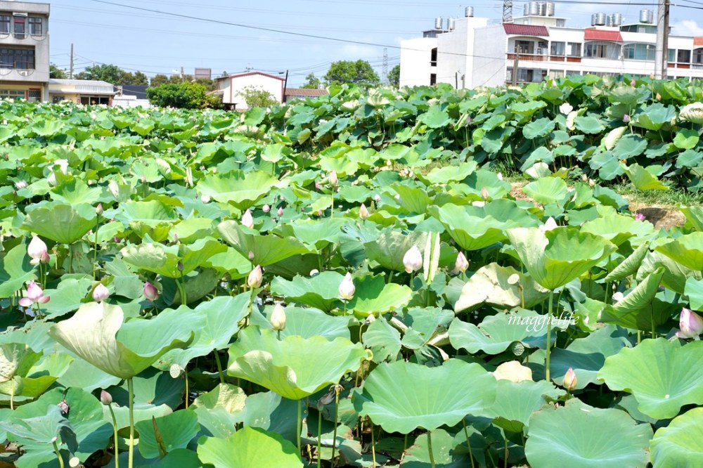 「2023桃園觀音蓮花季」，觀音區蓮花園休閒農業區，賞蓮一日遊，坐大王蓮，時間/地點，IG打卡景點推薦！ @瑪姬幸福過日子