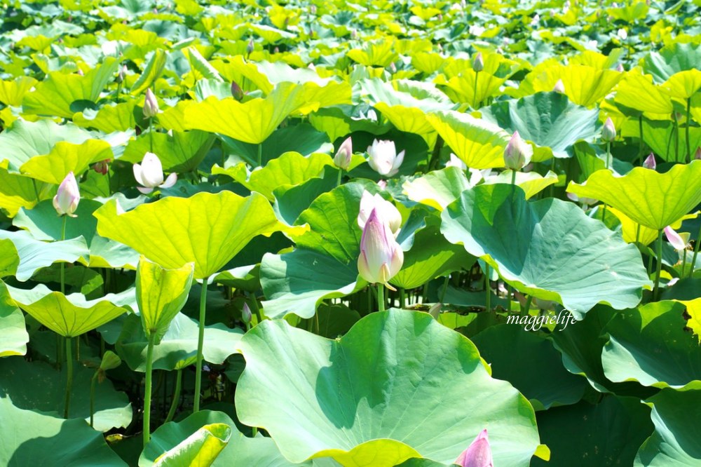 「2023桃園觀音蓮花季」，觀音區蓮花園休閒農業區，賞蓮一日遊，坐大王蓮，時間/地點，IG打卡景點推薦！ @瑪姬幸福過日子