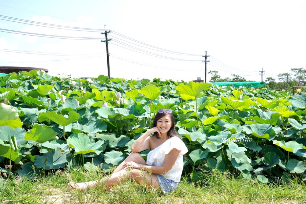 「2023桃園觀音蓮花季」，觀音區蓮花園休閒農業區，賞蓮一日遊，坐大王蓮，時間/地點，IG打卡景點推薦！ @瑪姬幸福過日子