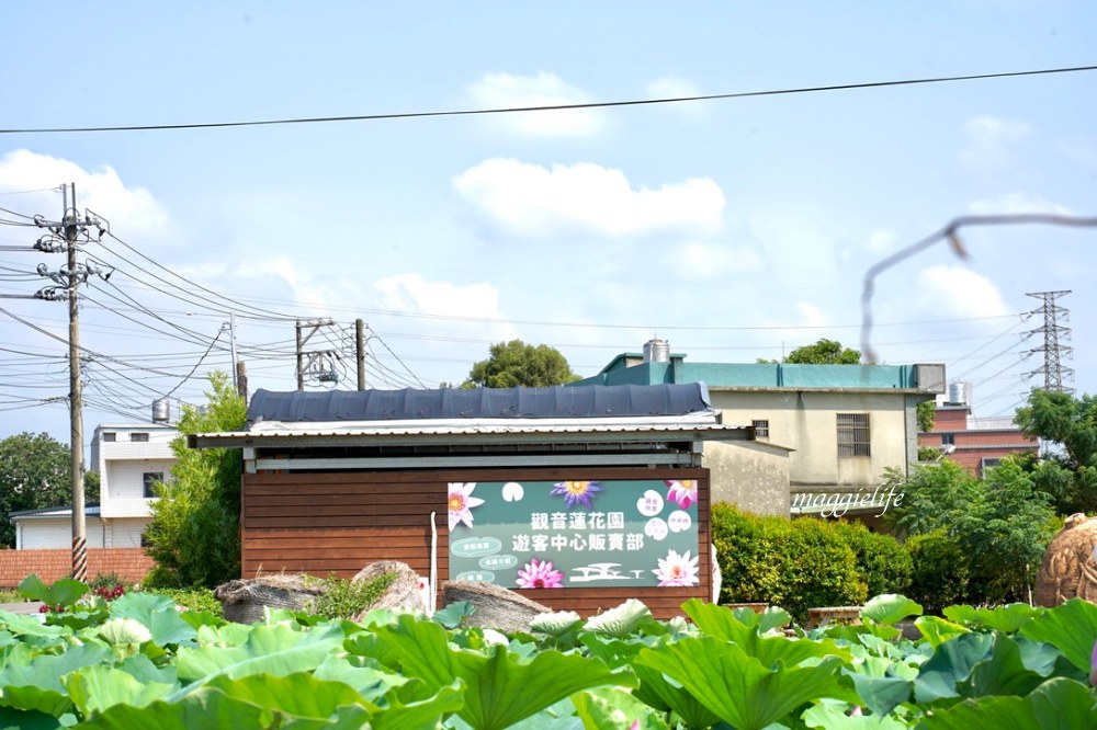 「2023桃園觀音蓮花季」，觀音區蓮花園休閒農業區，賞蓮一日遊，坐大王蓮，時間/地點，IG打卡景點推薦！ @瑪姬幸福過日子