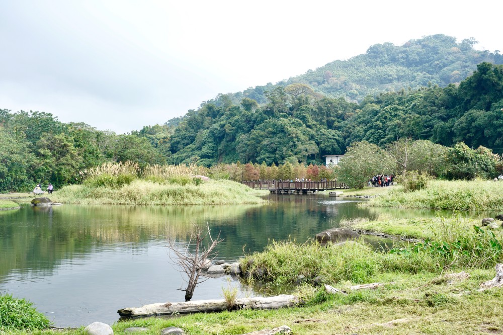 桃園大溪月眉人工濕地生態公園｜落羽松湖中倒影超美，免門票免停車費的落羽松秘境 @瑪姬幸福過日子