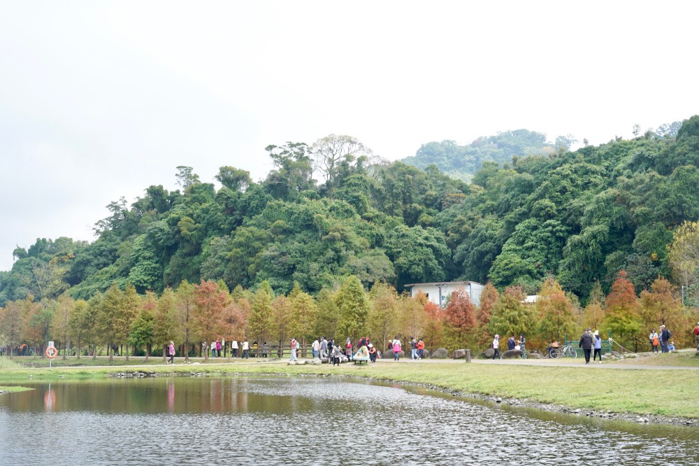 桃園大溪月眉人工濕地生態公園｜落羽松湖中倒影超美，免門票免停車費的落羽松秘境 @瑪姬幸福過日子