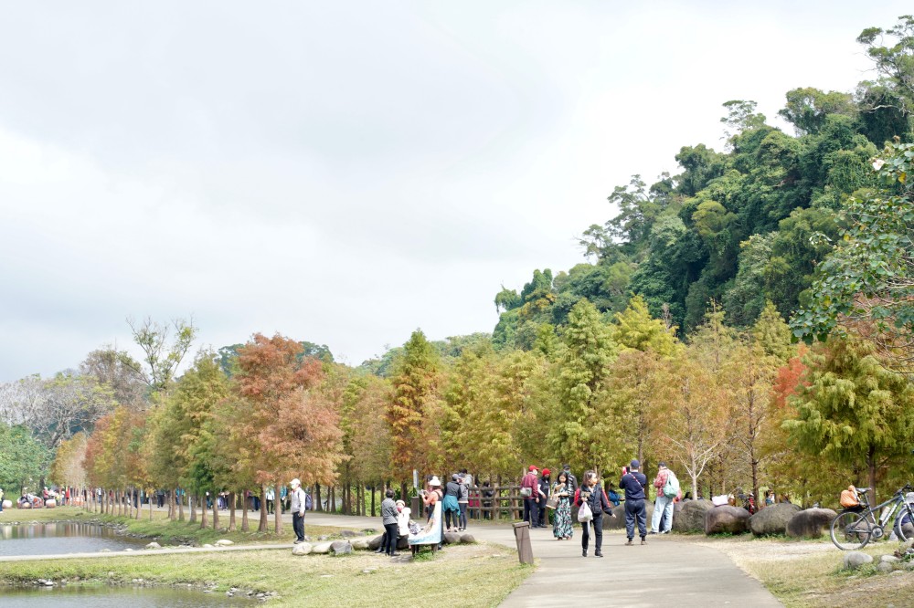 桃園大溪月眉人工濕地生態公園｜落羽松湖中倒影超美，免門票免停車費的落羽松秘境 @瑪姬幸福過日子