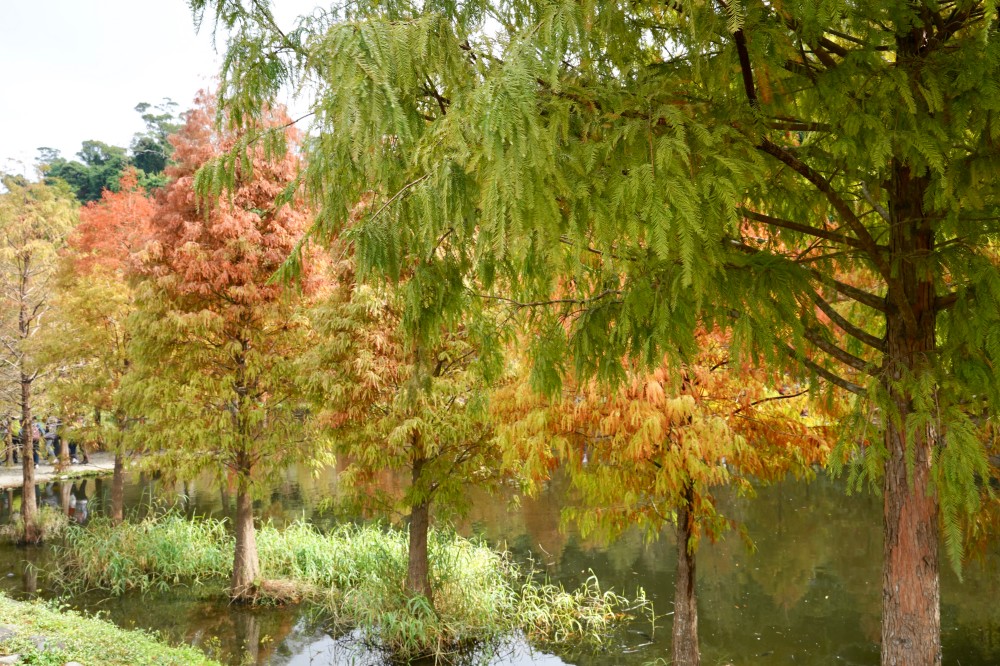 桃園大溪月眉人工濕地生態公園｜落羽松湖中倒影超美，免門票免停車費的落羽松秘境 @瑪姬幸福過日子