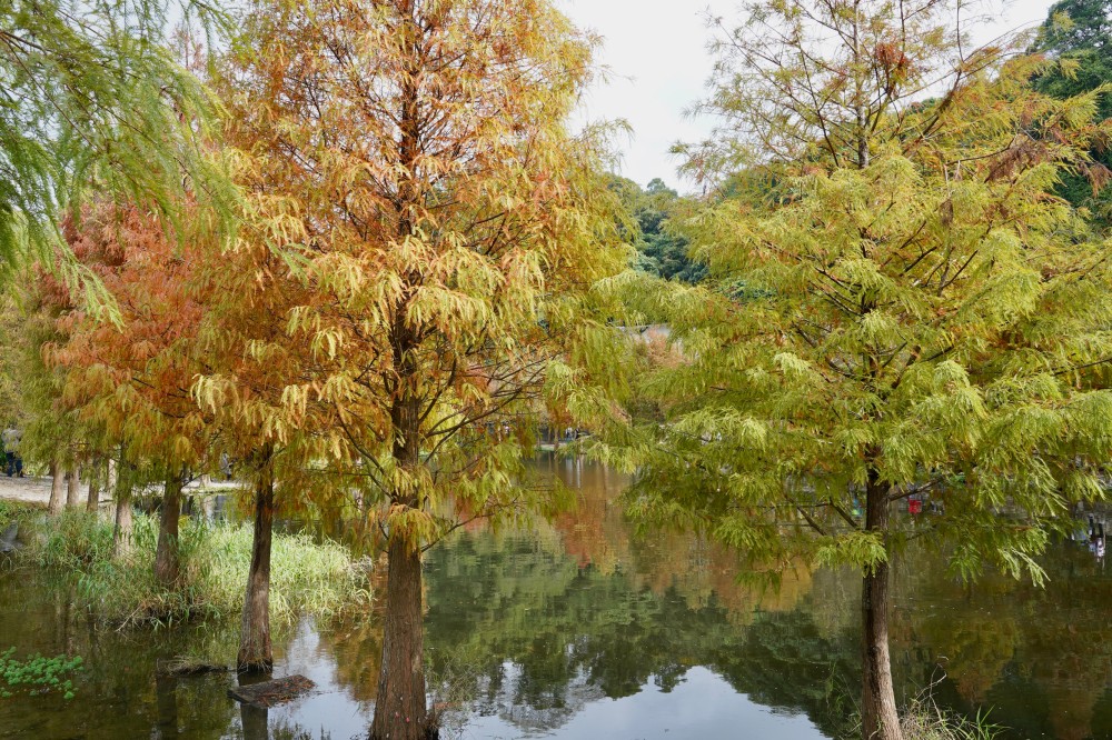 桃園大溪月眉人工濕地生態公園｜落羽松湖中倒影超美，免門票免停車費的落羽松秘境 @瑪姬幸福過日子