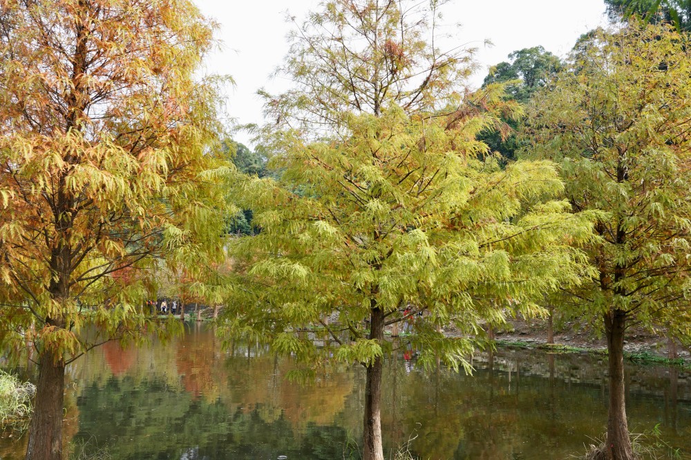 桃園大溪月眉人工濕地生態公園｜落羽松湖中倒影超美，免門票免停車費的落羽松秘境 @瑪姬幸福過日子