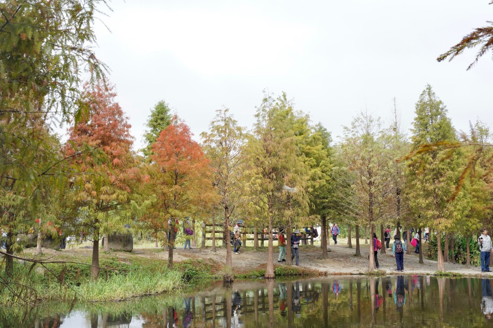 桃園大溪月眉人工濕地生態公園｜落羽松湖中倒影超美，免門票免停車費的落羽松秘境 @瑪姬幸福過日子