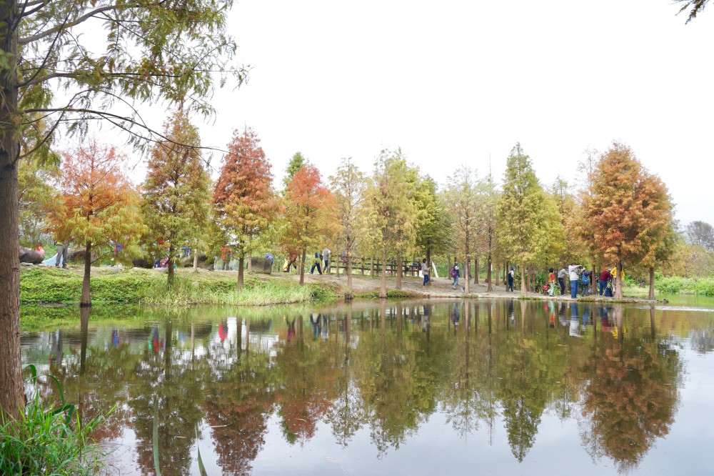 桃園大溪月眉人工濕地生態公園｜落羽松湖中倒影超美，免門票免停車費的落羽松秘境 @瑪姬幸福過日子