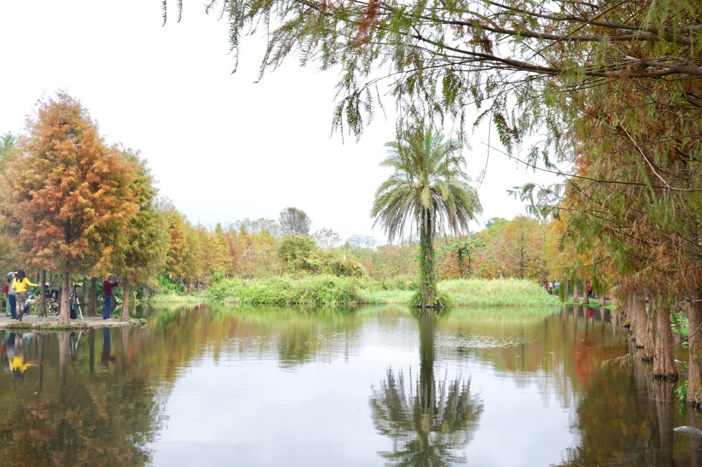 桃園大溪月眉人工濕地生態公園｜落羽松湖中倒影超美，免門票免停車費的落羽松秘境 @瑪姬幸福過日子