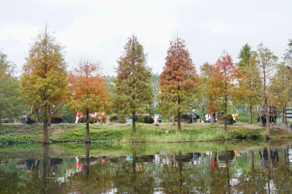 桃園大溪月眉人工濕地生態公園｜落羽松湖中倒影超美，免門票免停車費的落羽松秘境 @瑪姬幸福過日子