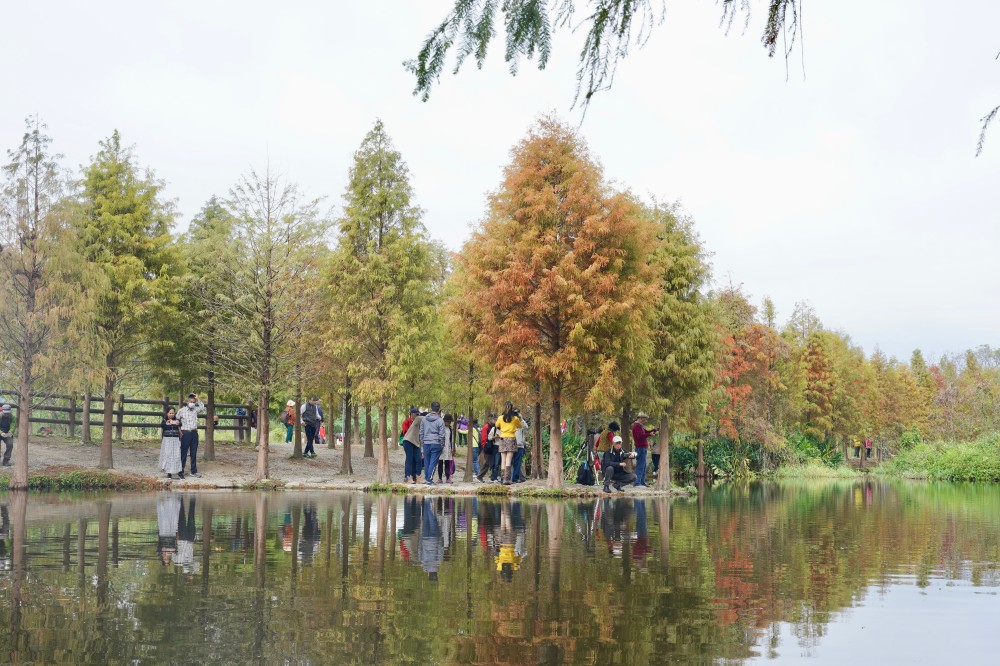 桃園大溪月眉人工濕地生態公園｜落羽松湖中倒影超美，免門票免停車費的落羽松秘境 @瑪姬幸福過日子