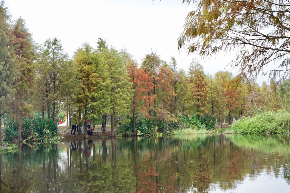 桃園大溪月眉人工濕地生態公園｜落羽松湖中倒影超美，免門票免停車費的落羽松秘境 @瑪姬幸福過日子