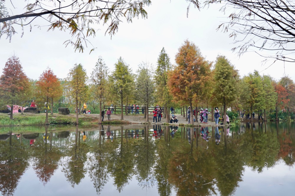 桃園大溪月眉人工濕地生態公園｜落羽松湖中倒影超美，免門票免停車費的落羽松秘境 @瑪姬幸福過日子