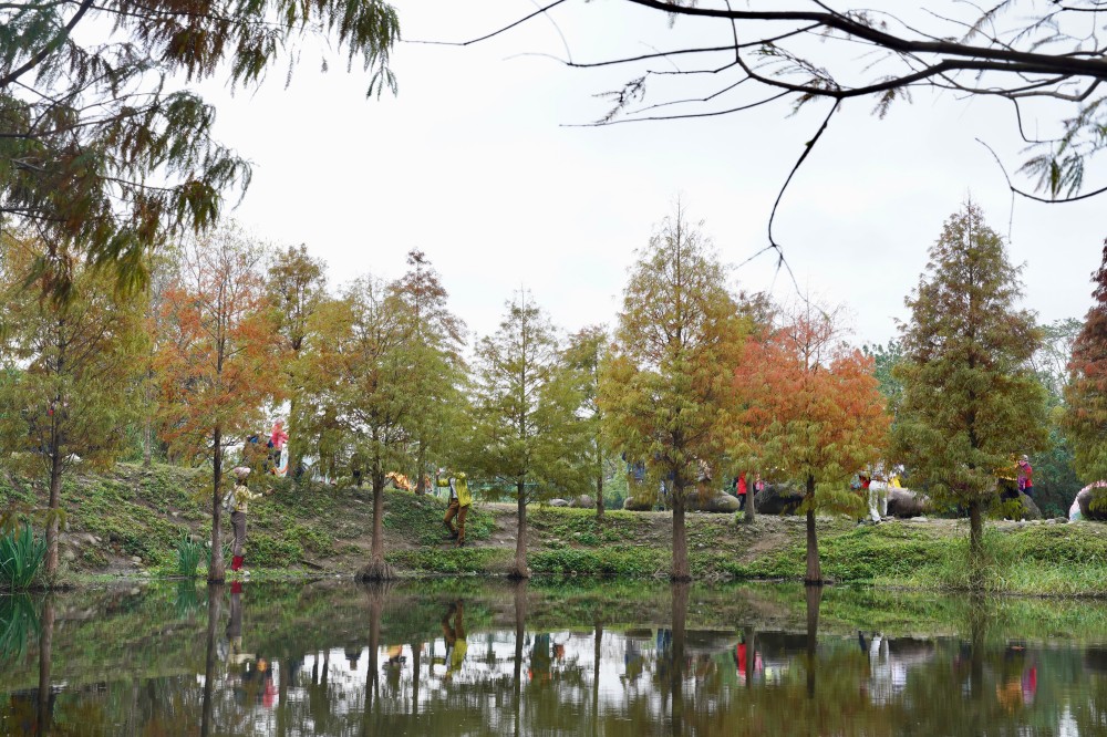 桃園大溪月眉人工濕地生態公園｜落羽松湖中倒影超美，免門票免停車費的落羽松秘境 @瑪姬幸福過日子