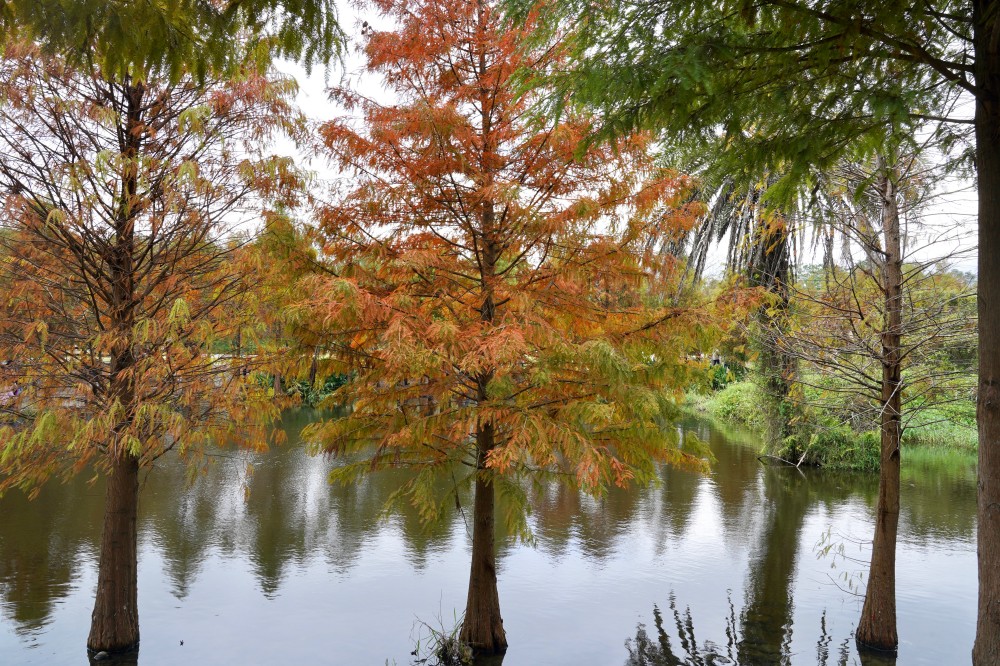 桃園大溪月眉人工濕地生態公園｜落羽松湖中倒影超美，免門票免停車費的落羽松秘境 @瑪姬幸福過日子