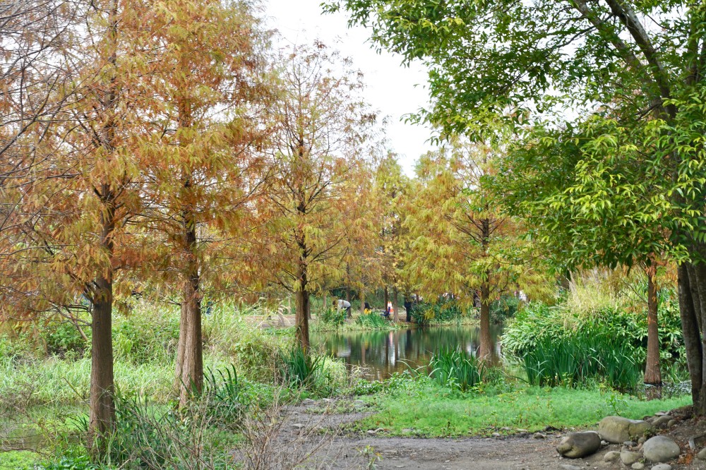 桃園大溪月眉人工濕地生態公園｜落羽松湖中倒影超美，免門票免停車費的落羽松秘境 @瑪姬幸福過日子