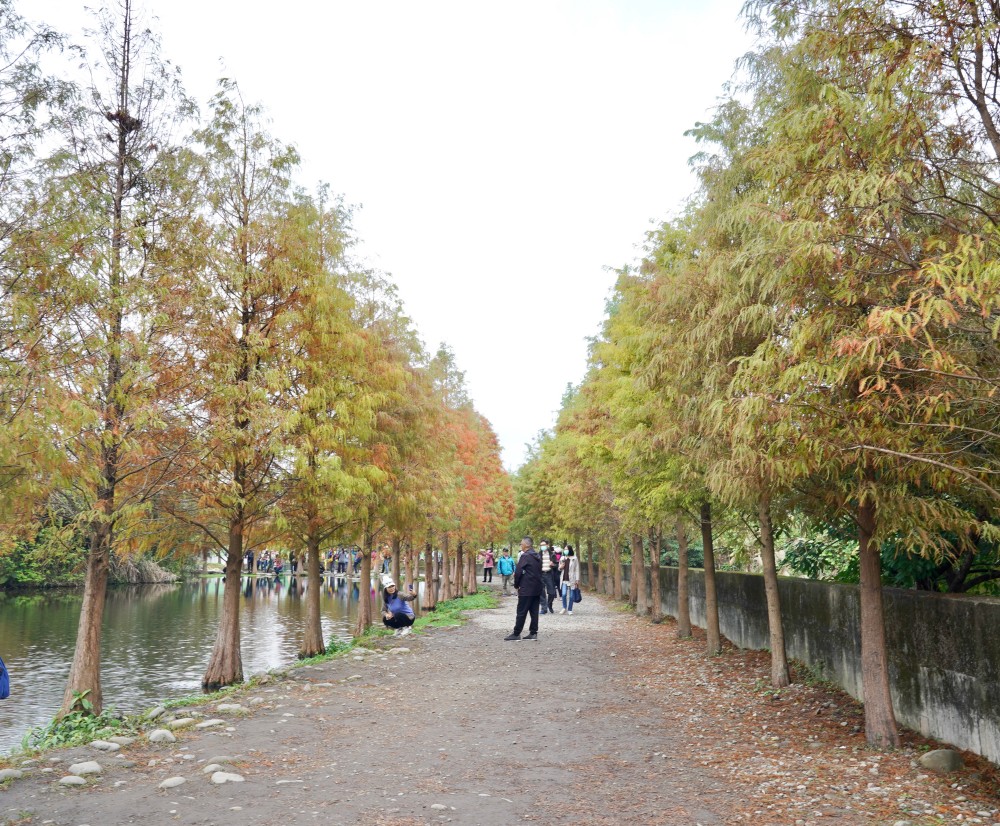 桃園大溪月眉人工濕地生態公園｜落羽松湖中倒影超美，免門票免停車費的落羽松秘境 @瑪姬幸福過日子