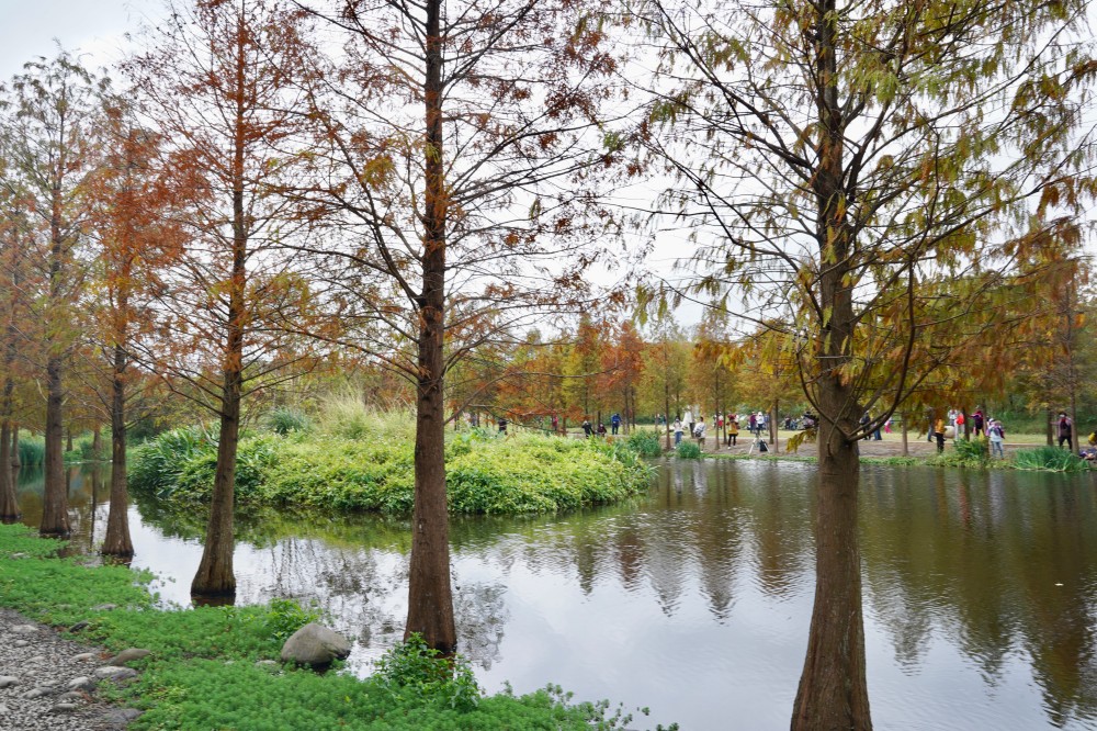 桃園大溪月眉人工濕地生態公園｜落羽松湖中倒影超美，免門票免停車費的落羽松秘境 @瑪姬幸福過日子