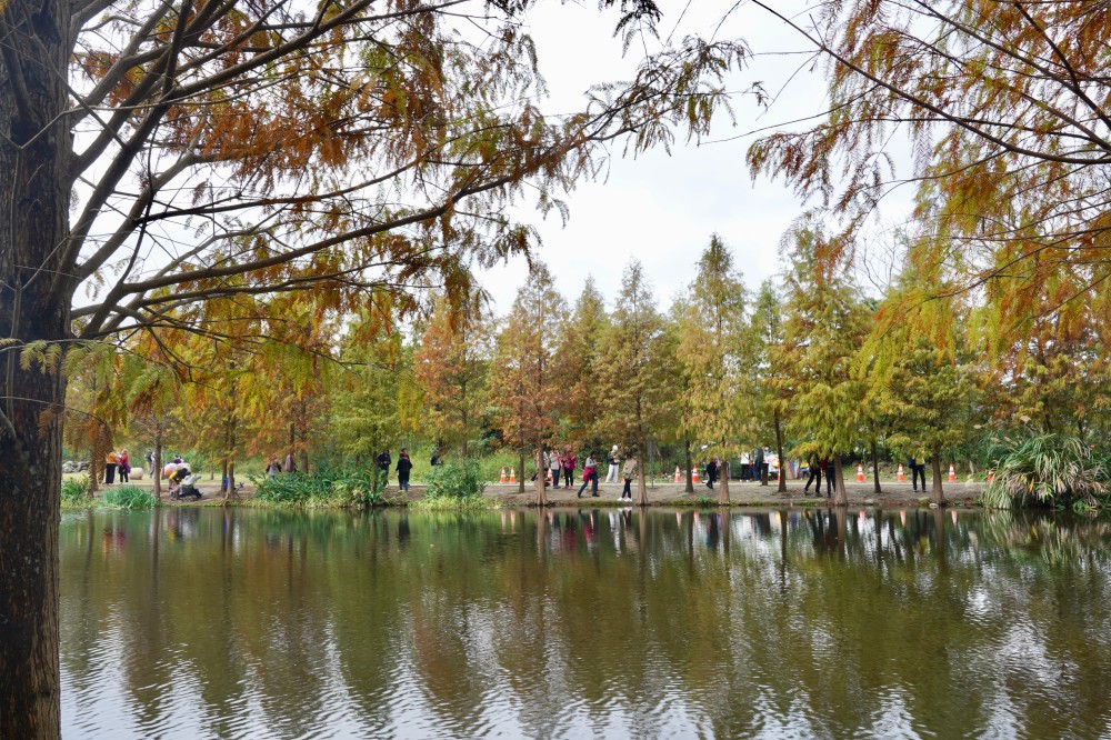 桃園大溪月眉人工濕地生態公園｜落羽松湖中倒影超美，免門票免停車費的落羽松秘境 @瑪姬幸福過日子