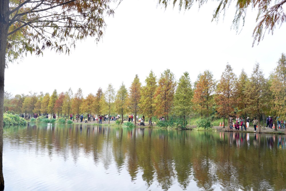 桃園大溪月眉人工濕地生態公園｜落羽松湖中倒影超美，免門票免停車費的落羽松秘境 @瑪姬幸福過日子