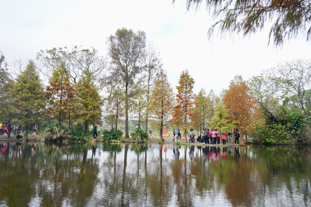 桃園大溪月眉人工濕地生態公園｜落羽松湖中倒影超美，免門票免停車費的落羽松秘境 @瑪姬幸福過日子