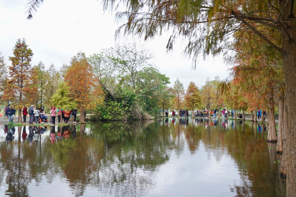 桃園大溪月眉人工濕地生態公園｜落羽松湖中倒影超美，免門票免停車費的落羽松秘境 @瑪姬幸福過日子