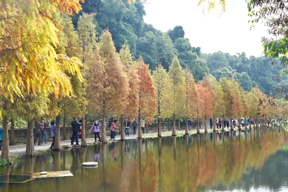 桃園大溪月眉人工濕地生態公園｜落羽松湖中倒影超美，免門票免停車費的落羽松秘境 @瑪姬幸福過日子