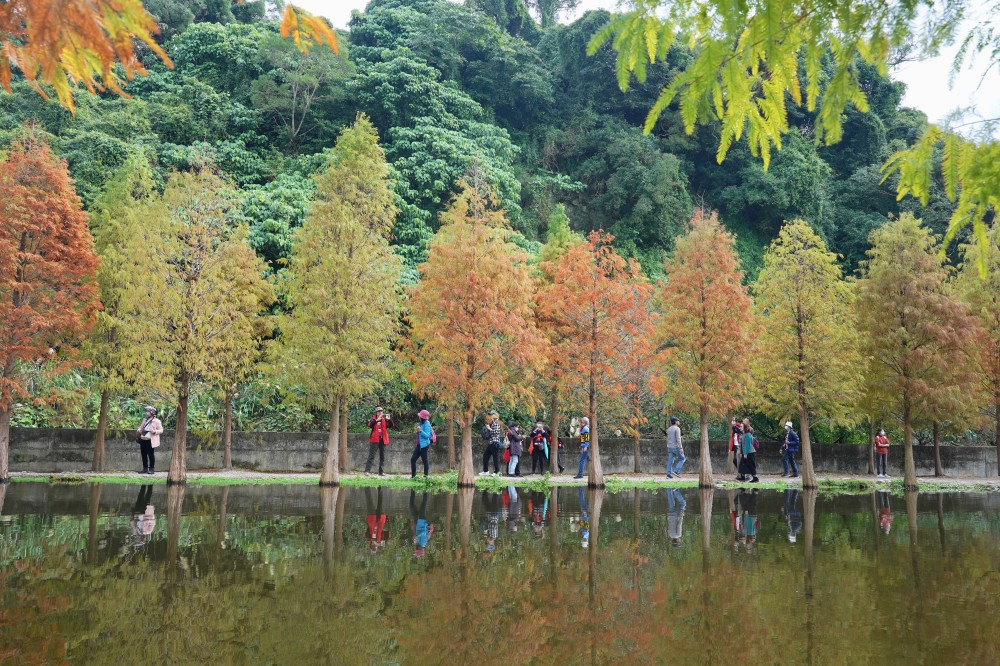 桃園大溪月眉人工濕地生態公園｜落羽松湖中倒影超美，免門票免停車費的落羽松秘境 @瑪姬幸福過日子