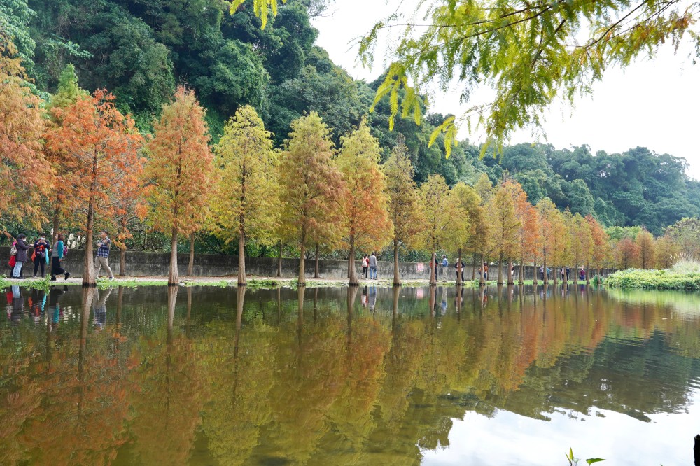 桃園大溪月眉人工濕地生態公園｜落羽松湖中倒影超美，免門票免停車費的落羽松秘境 @瑪姬幸福過日子