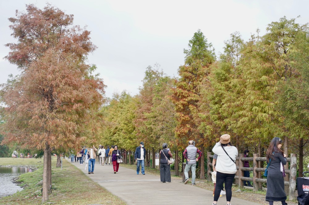 桃園大溪月眉人工濕地生態公園｜落羽松湖中倒影超美，免門票免停車費的落羽松秘境 @瑪姬幸福過日子