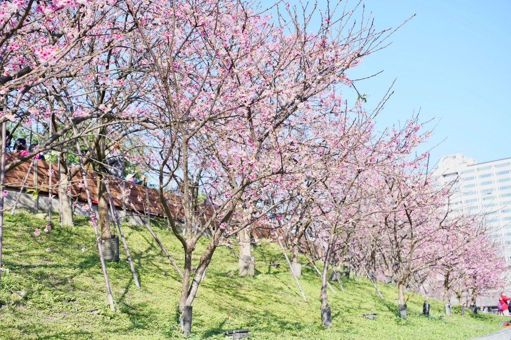 2024內湖樂活公園，內湖樂活夜櫻季，台北市賞櫻熱門景點，交通，花期，特色，路線，停車攻略！ @瑪姬幸福過日子