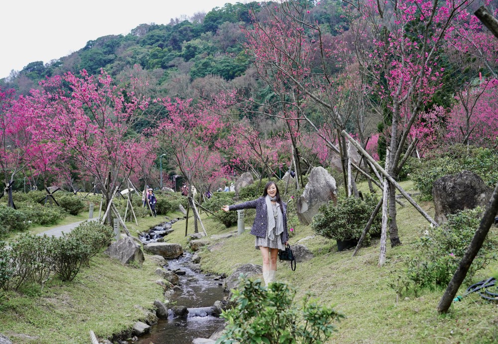 2024陽明山櫻花季｜櫻花季賞櫻7大景點，賞櫻時間，花況總整理，交通行程推薦 @瑪姬幸福過日子