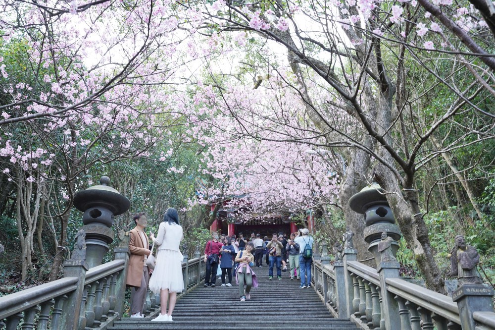 碧山巖櫻花隧道｜淡粉色櫻花隧道炸開，粉色椿寒櫻秒到日本超浪漫櫻花隧道，台北賞櫻景點 @瑪姬幸福過日子