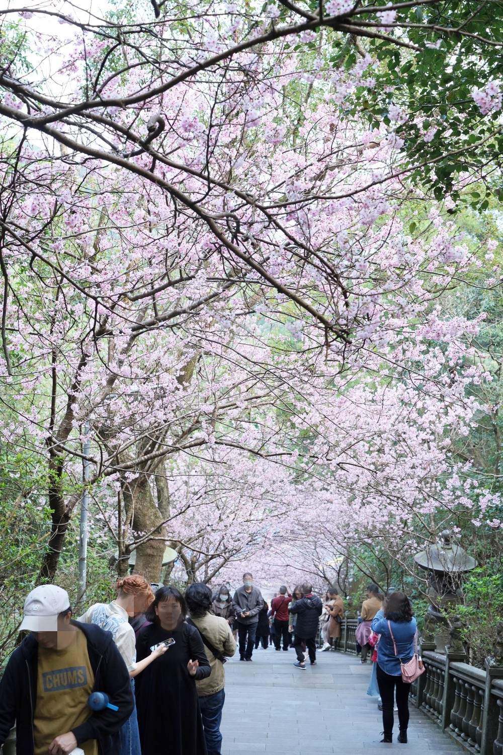 碧山巖櫻花隧道｜淡粉色櫻花隧道炸開，粉色椿寒櫻秒到日本超浪漫櫻花隧道，台北賞櫻景點 @瑪姬幸福過日子