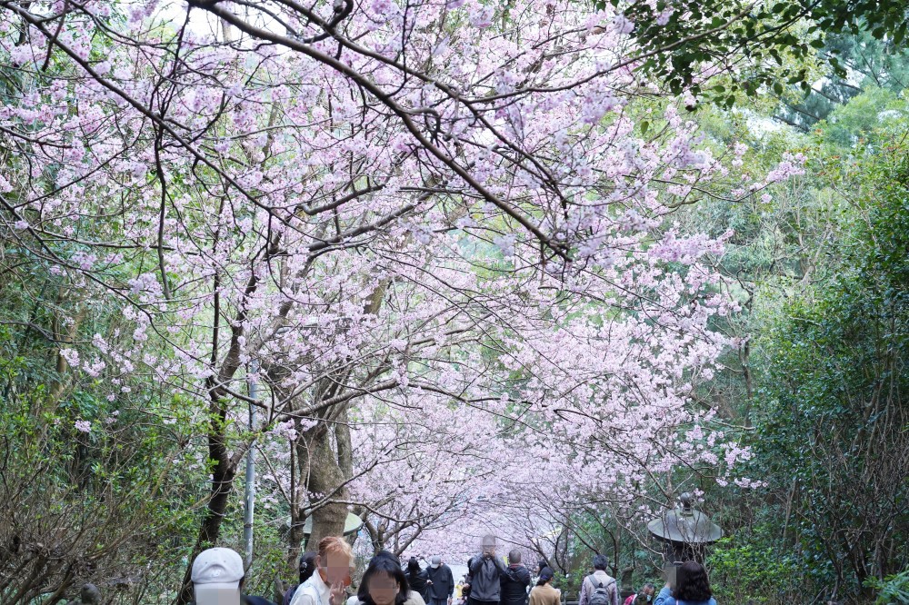 碧山巖櫻花隧道｜淡粉色櫻花隧道炸開，粉色椿寒櫻秒到日本超浪漫櫻花隧道，台北賞櫻景點 @瑪姬幸福過日子