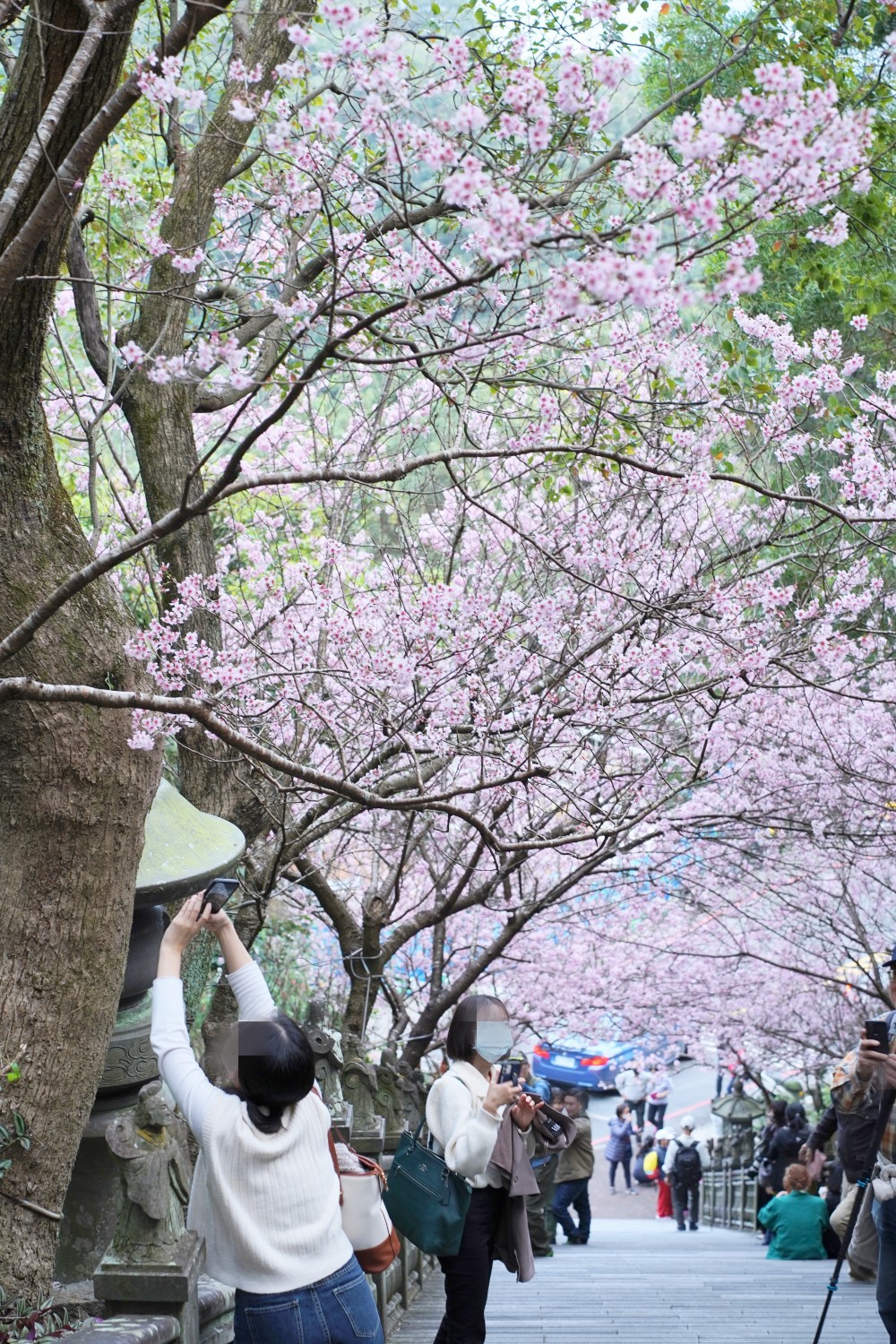 碧山巖櫻花隧道｜淡粉色櫻花隧道炸開，粉色椿寒櫻秒到日本超浪漫櫻花隧道，台北賞櫻景點 @瑪姬幸福過日子