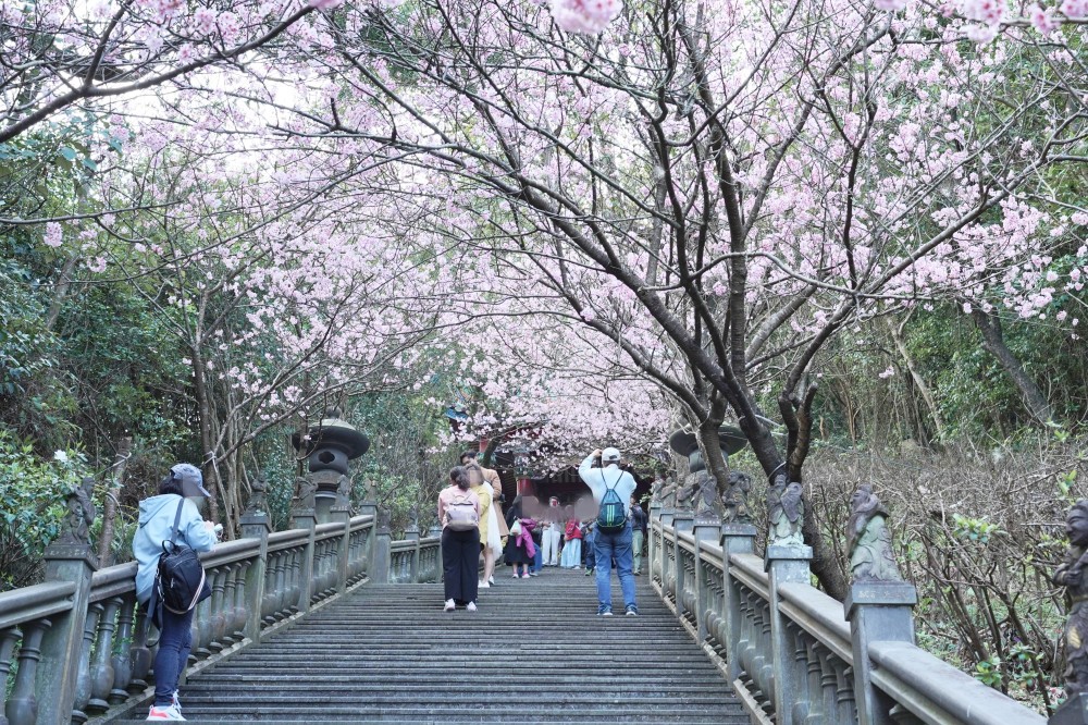 碧山巖櫻花隧道｜淡粉色櫻花隧道炸開，粉色椿寒櫻秒到日本超浪漫櫻花隧道，台北賞櫻景點 @瑪姬幸福過日子