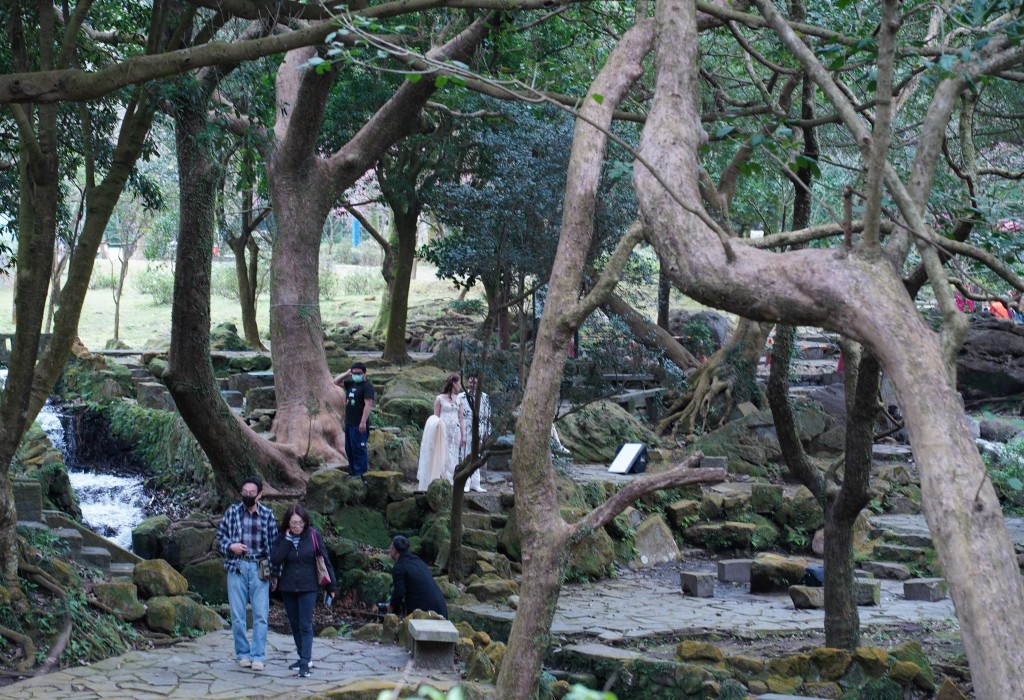 陽明山前山公園賞櫻花｜前山公園公共浴池免費男湯女湯溫泉泡湯，日式陽明湖美呆，磐流園超像亞馬遜公園，交通 @瑪姬幸福過日子