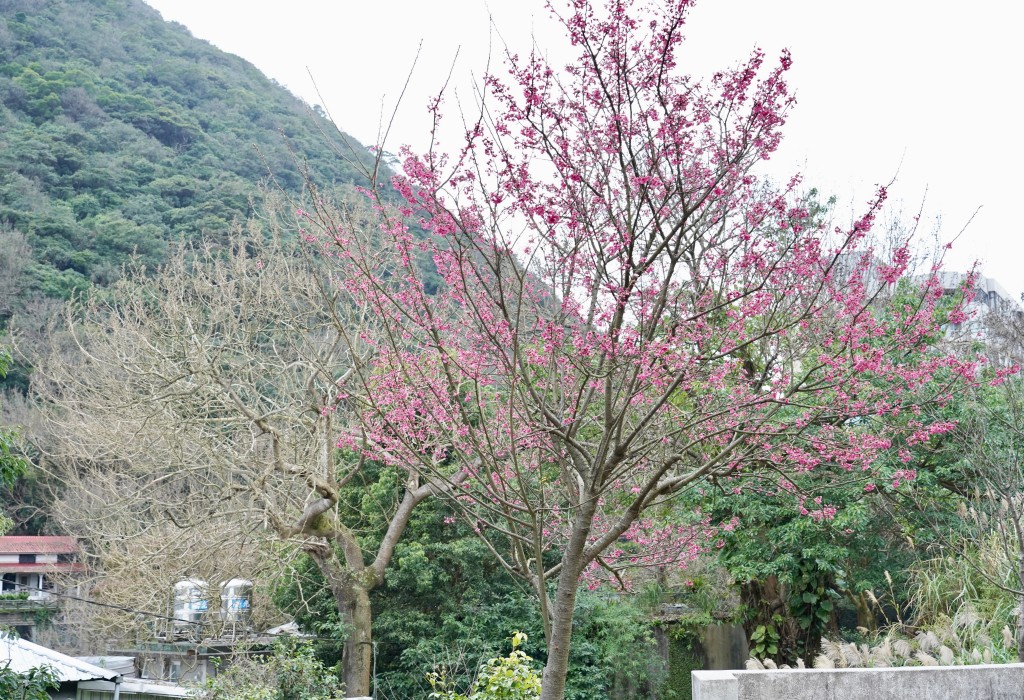 陽明山前山公園賞櫻花｜前山公園公共浴池免費男湯女湯溫泉泡湯，日式陽明湖美呆，磐流園超像亞馬遜公園，交通 @瑪姬幸福過日子